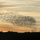 Image for article titled How do birds in a flock all make the same decisions at the same time?
